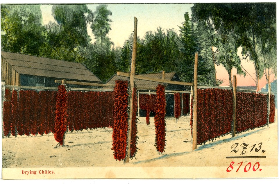 08100--1906-Drying Chilies-Brück & Sohn Kunstverlag