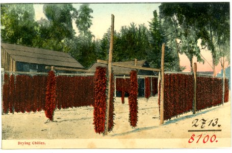 08100--1906-Drying Chilies-Brück & Sohn Kunstverlag