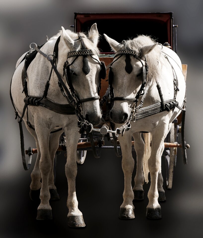 Horse tableware fiaker