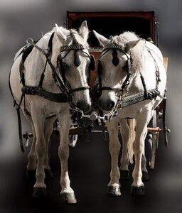 Horse tableware fiaker
