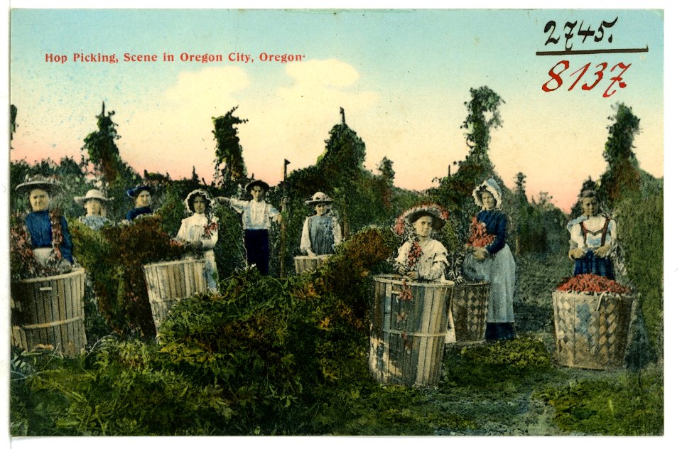 08137-Oregon City-1906-Hop Picking Scene-Brück & Sohn Kunstverlag