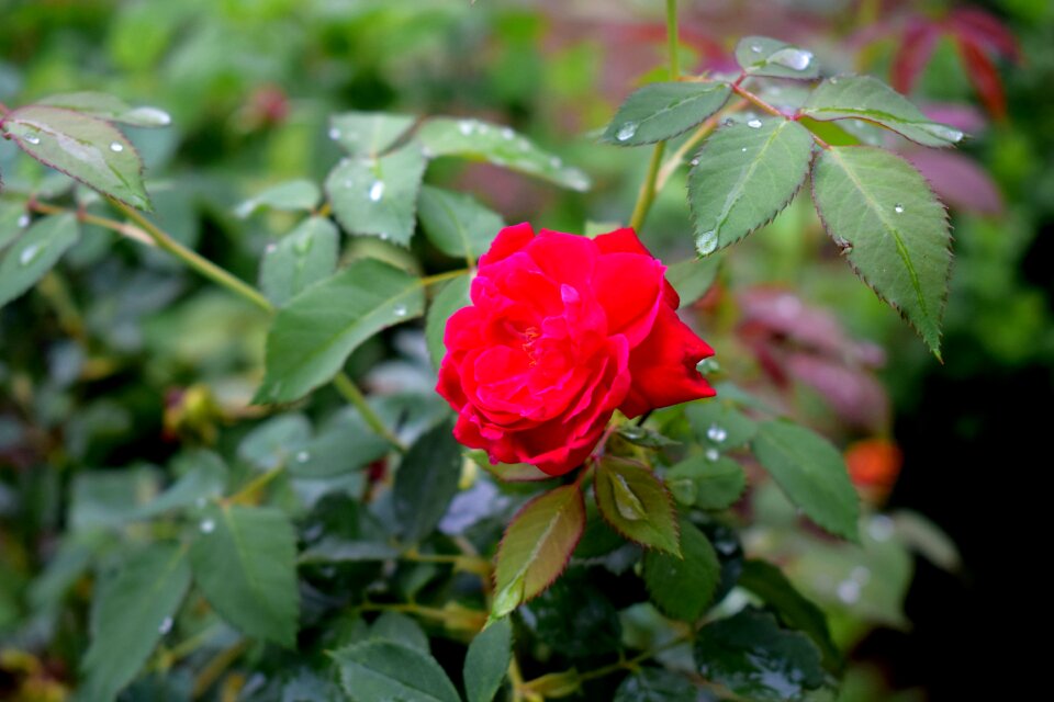 Red roses flower red rose