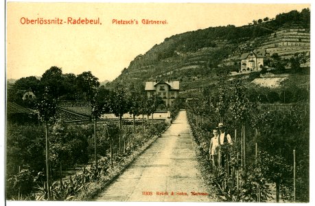 09303-Radebeul-1907-Pietzschs Gärtnerei-Brück & Sohn Kunstverlag photo