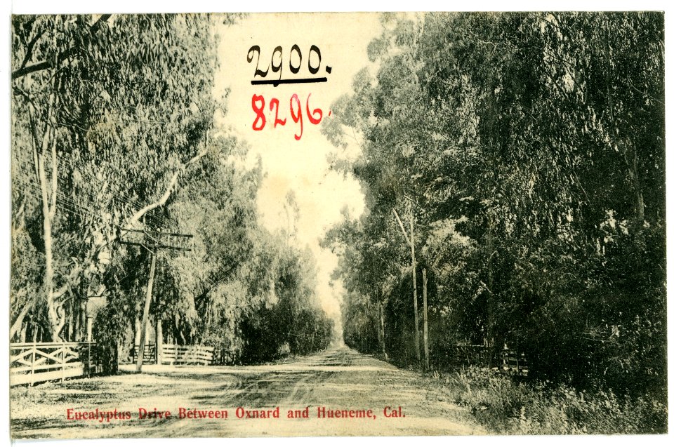 08296-Hueneme, Cal.-1906-Eucalyptus Drive Between Oxnard and Huememe-Brück & Sohn Kunstverlag