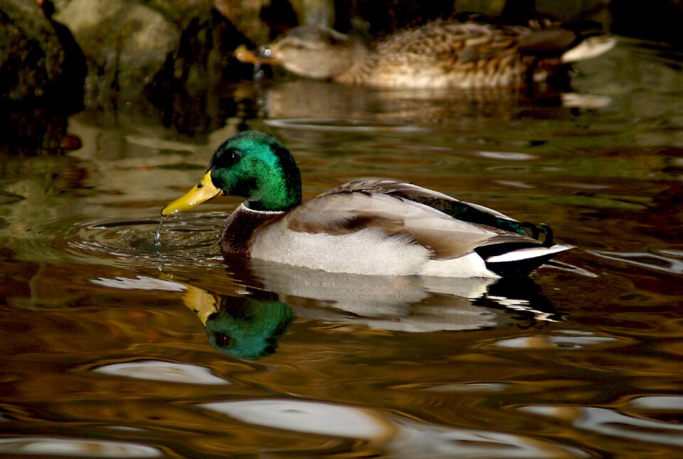 Mallard duck bird water birds photo