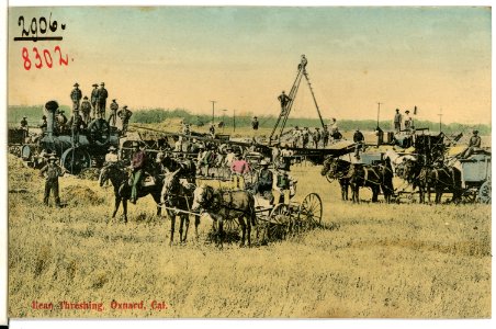 08302-Oxnard, Cal.-1906-Bean Threshing-Brück & Sohn Kunstverlag photo