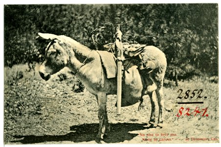 08241-Yosemite-1906-"No one to love me, none to caress"-Brück & Sohn Kunstverlag