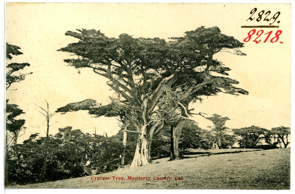 08218-Monterey County-1906-Cypress Tree Monterey County-Brück & Sohn Kunstverlag
