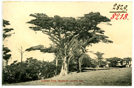 08218-Monterey County-1906-Cypress Tree Monterey County-Brück & Sohn Kunstverlag