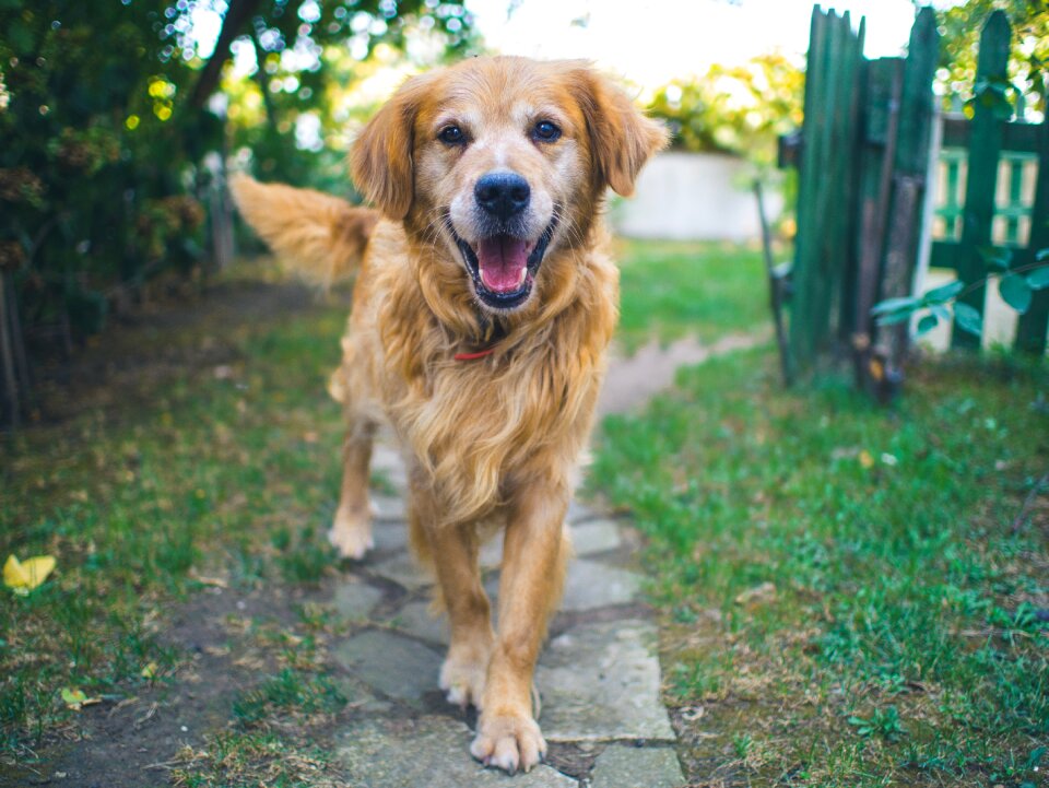 Animal portrait happiness