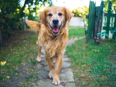 Animal portrait happiness