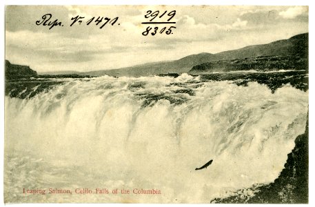 08315-Oregon-1906-I eaping Salmon, Celilo Falls of the Columbia-Brück & Sohn Kunstverlag