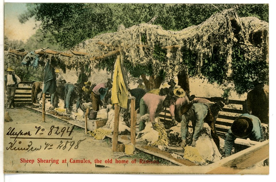 08294-Camulos-1906-Sheep Shearing at. Camulos, the old home of Ramona-Brück & Sohn Kunstverlag