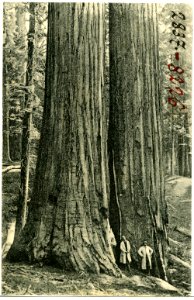 08226-Tuolumne Grove-1906-"The Twins"-Brück & Sohn Kunstverlag