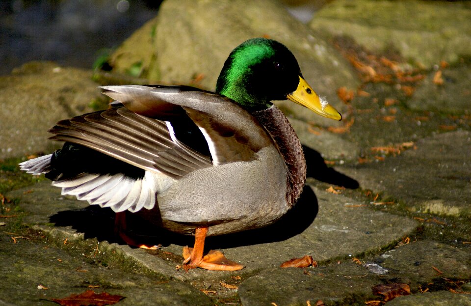 Mallard duck bird water birds