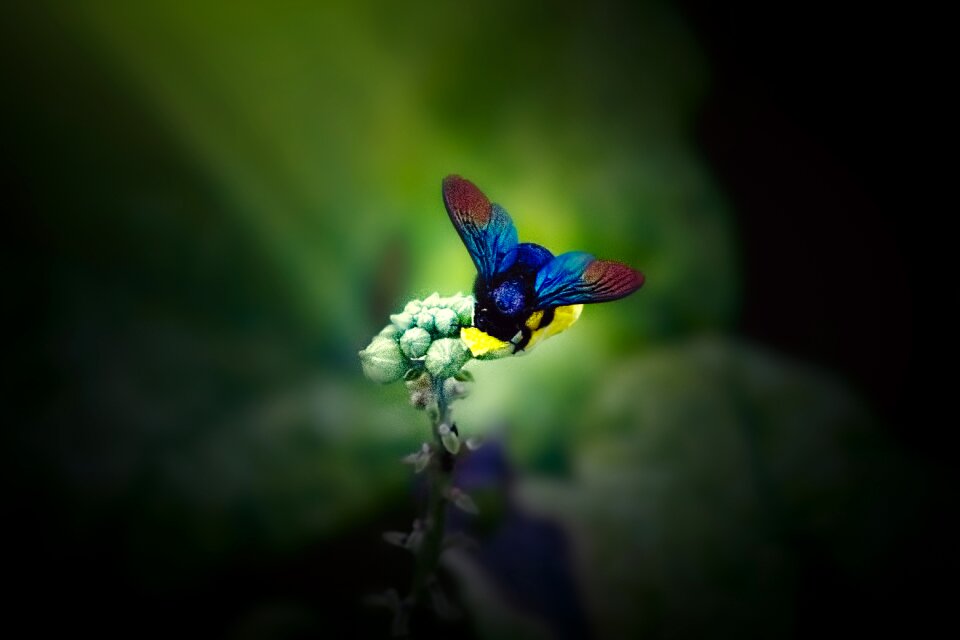 Insect bee green bee