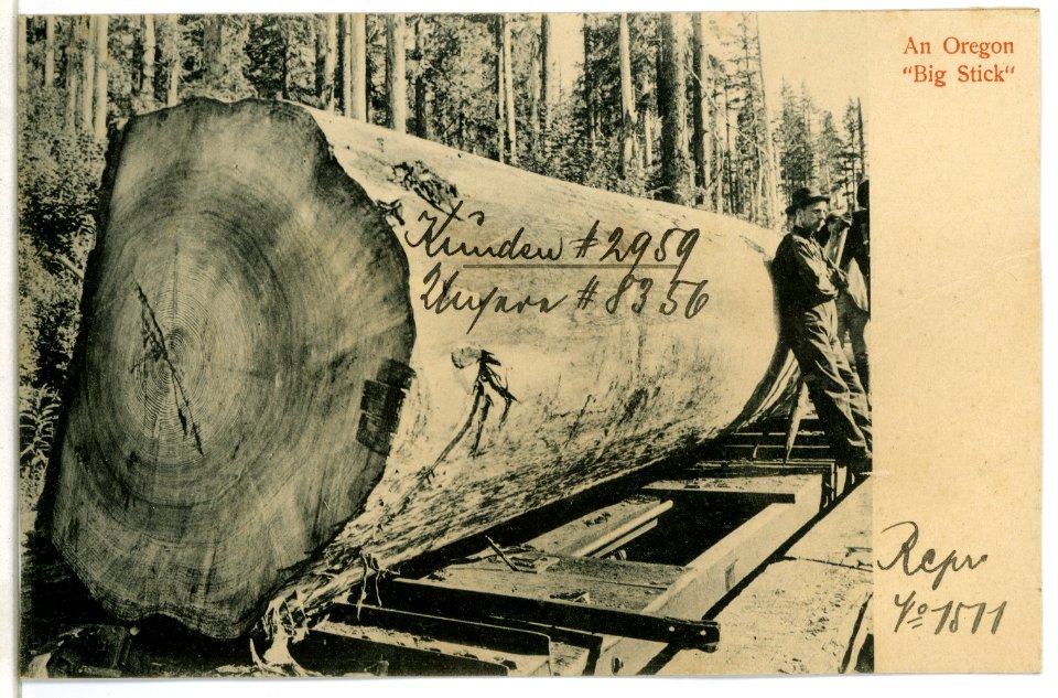 08356-Oregon-1906-An Oregon "Big Stick"-Brück & Sohn Kunstverlag