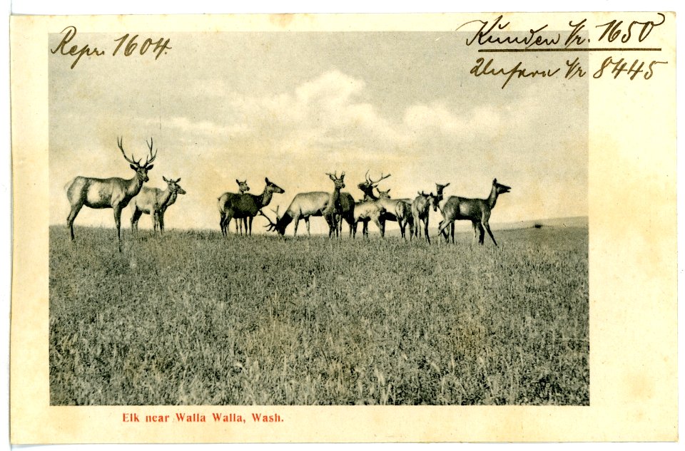 08445-Walla Walla-1906-Elk near Walla Walla, Wash.-Brück & Sohn Kunstverlag