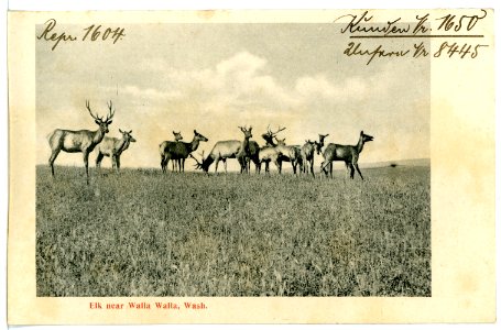08445-Walla Walla-1906-Elk near Walla Walla, Wash.-Brück & Sohn Kunstverlag