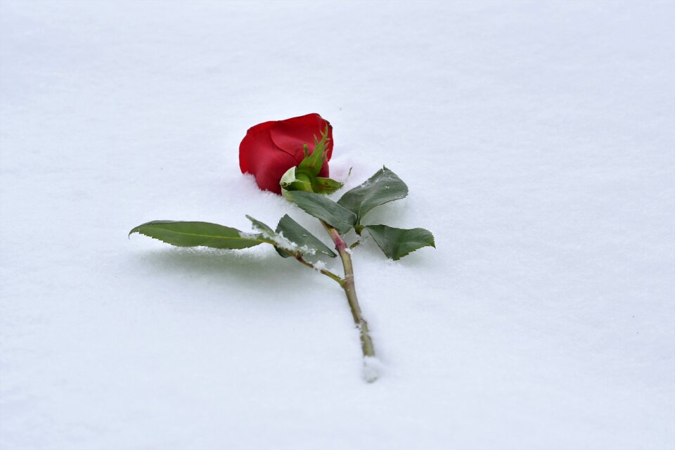 Winter snowy romantic