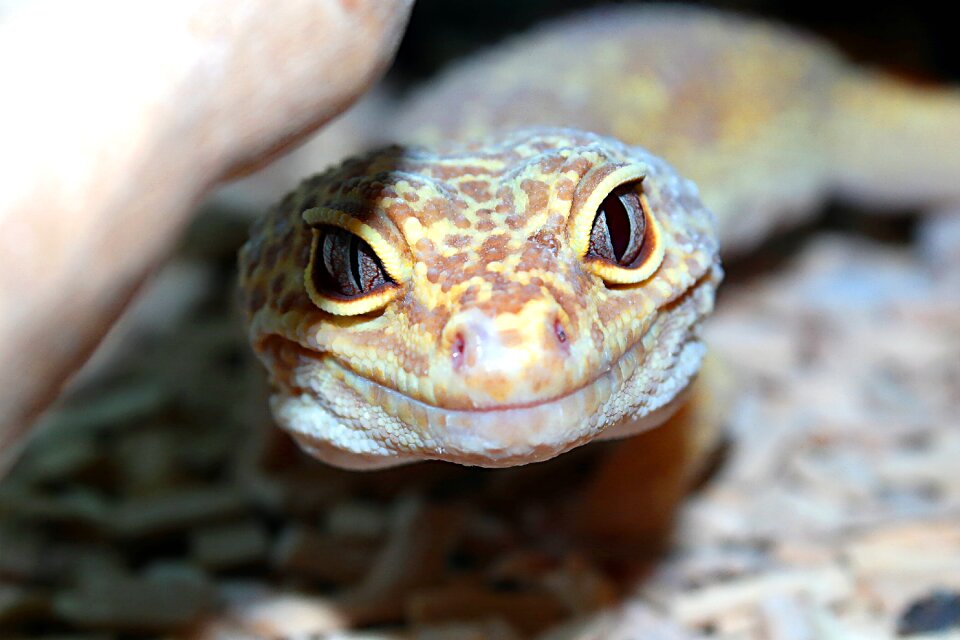 Reptiles nature animals