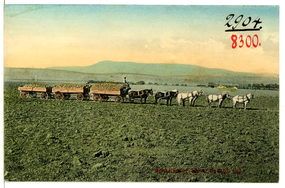 08300-Oxnard, Cal.-1906-Bect Hauling Scene-Brück & Sohn Kunstverlag