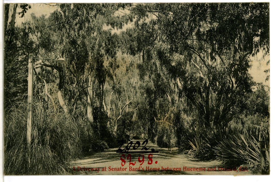 08298-Hueneme, Cal.-1906-A Driveway at Senator Bard`s Home-Brück & Sohn Kunstverlag