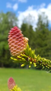 Spruce forest handsomely