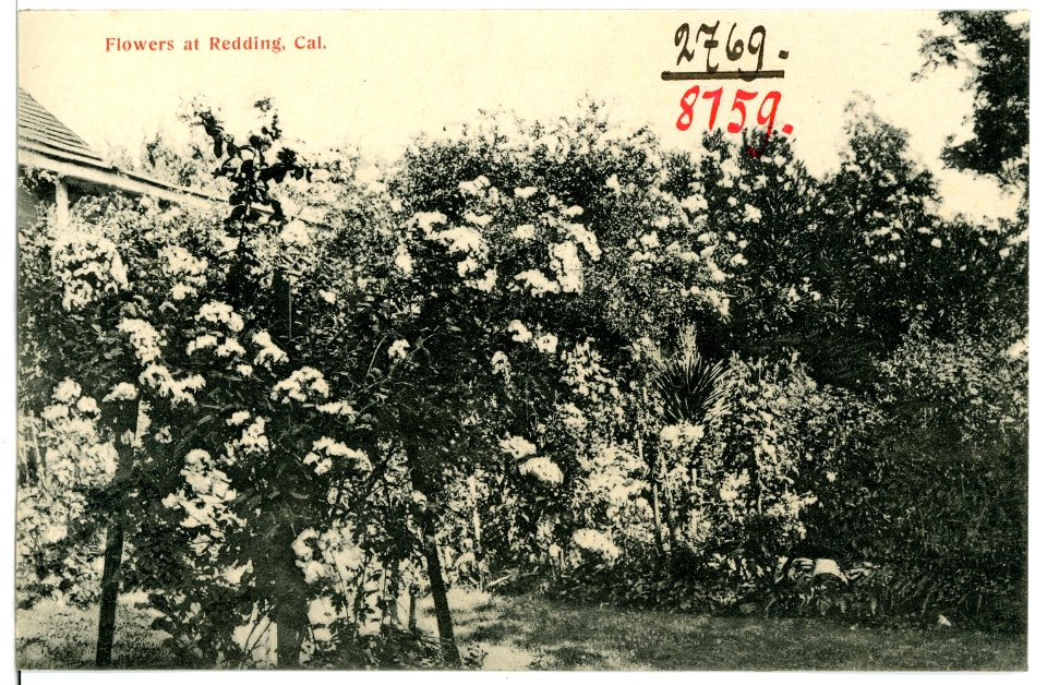 08159-Redding, Cal.-1906-Flowers-Brück & Sohn Kunstverlag