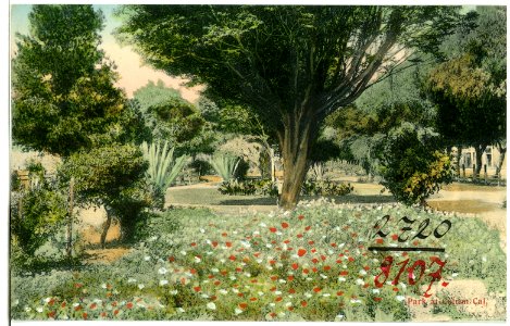 08107-Colron, Cal.-1906-Park-Brück & Sohn Kunstverlag