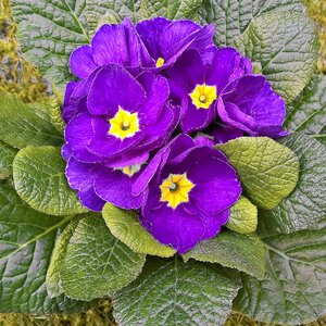 Early bloomer blue-violet flowers yellow pollen tubes photo