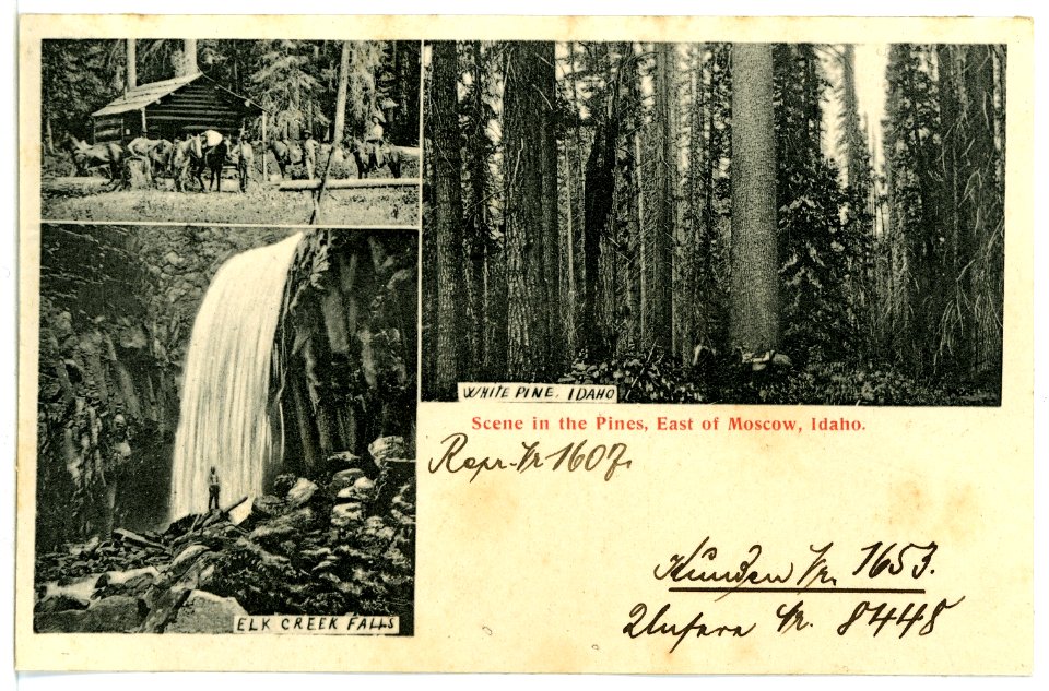 08448-Moscow-1906-Scene in the Pines, East of Moscow, Idaho.-Brück & Sohn Kunstverlag