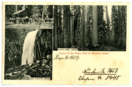 08448-Moscow-1906-Scene in the Pines, East of Moscow, Idaho.-Brück & Sohn Kunstverlag
