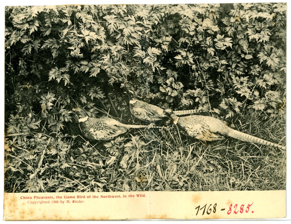 08285--1906-China Pheasants, the Game Birde of the Northwest, in the Wild-Brück & Sohn Kunstverlag