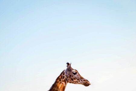 Sky animals giraffe