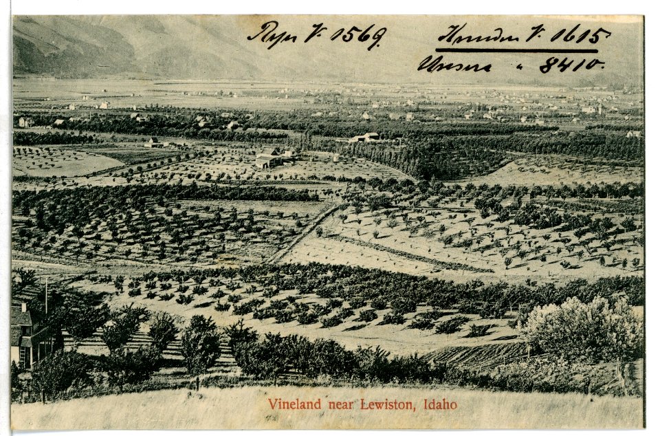 08410-Lewiston, Idaho-1906-Vineland Near Lewiston, Idaho-Brück & Sohn Kunstverlag