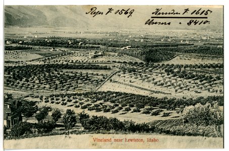 08410-Lewiston, Idaho-1906-Vineland Near Lewiston, Idaho-Brück & Sohn Kunstverlag