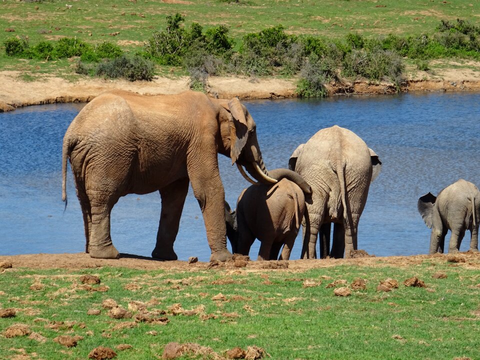 Nature animal waters