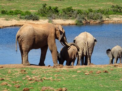 Nature animal waters