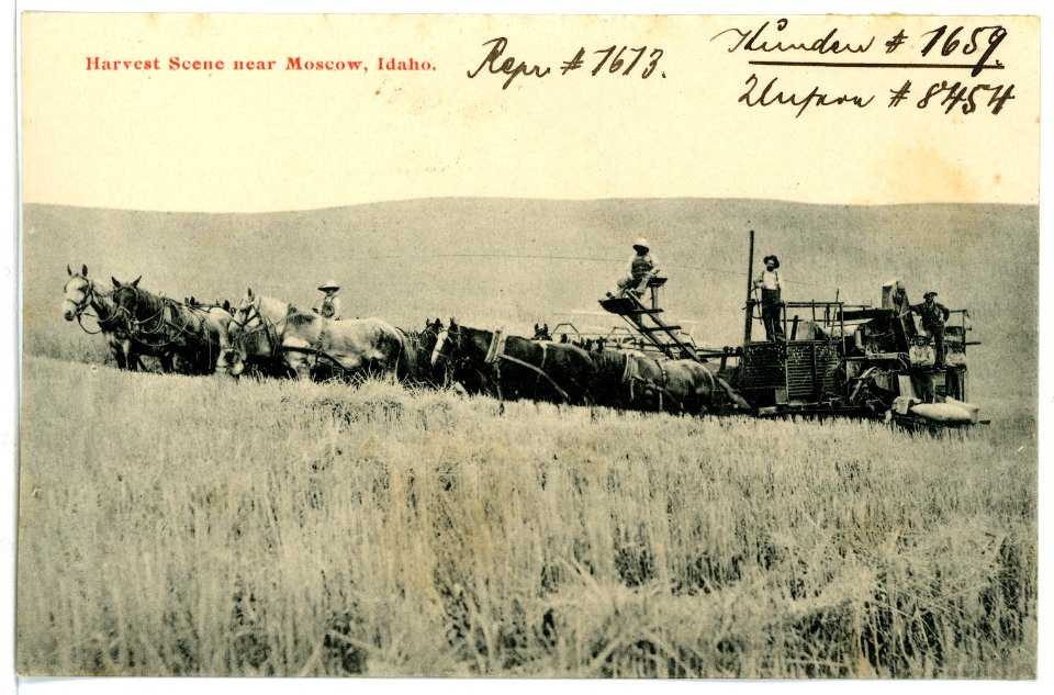08454-Moscow-1906-Harvest Scene near Moscow, Idaho-Brück & Sohn Kunstverlag