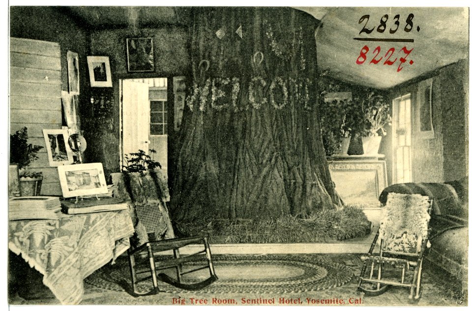 08227-Yosemite, Cal.-1906-Big Tree Room, Sentinel Hotel-Brück & Sohn Kunstverlag