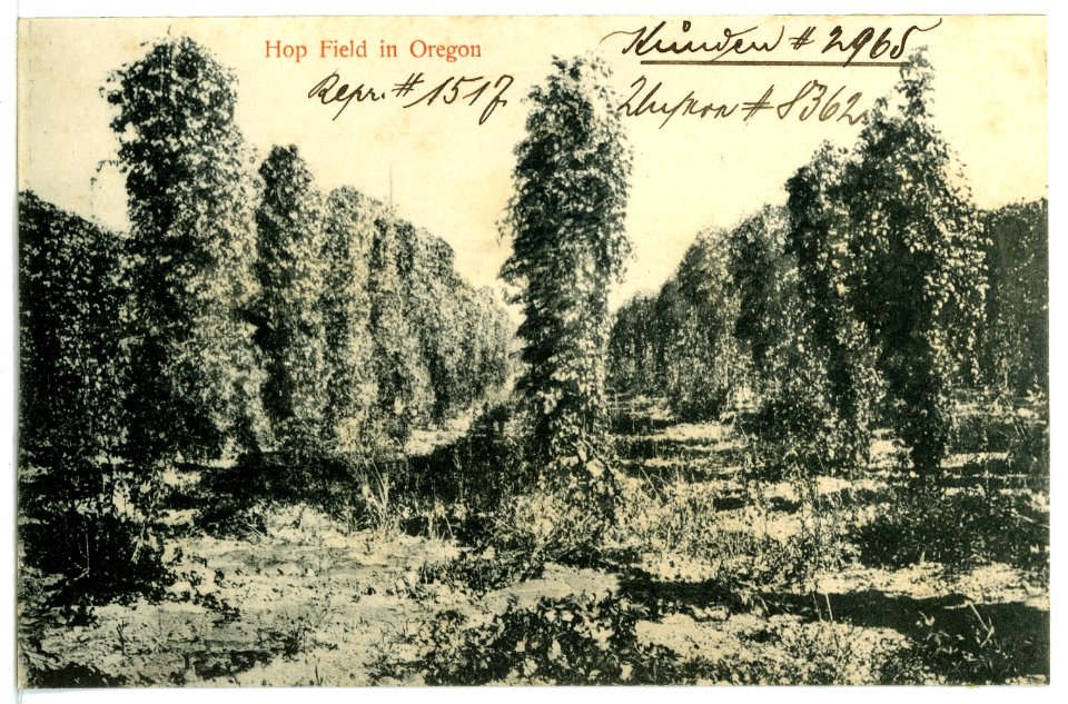 08362-Oregon-1906-Hop Field in Oregon-Brück & Sohn Kunstverlag