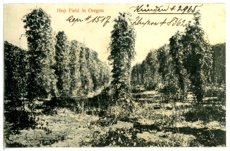 08362-Oregon-1906-Hop Field in Oregon-Brück & Sohn Kunstverlag