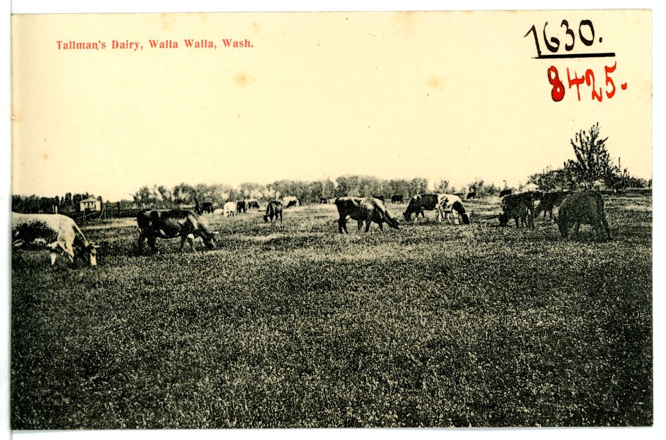 08425-Walla Walla-1906-Tallmans Dairy-Brück & Sohn Kunstverlag