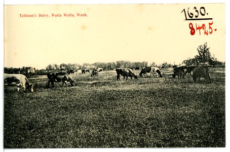 08425-Walla Walla-1906-Tallmans Dairy-Brück & Sohn Kunstverlag