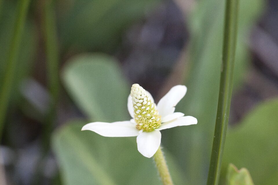 Flower bloom blossom