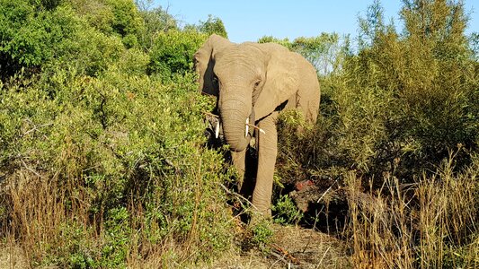 Pachyderm wild animal animal world