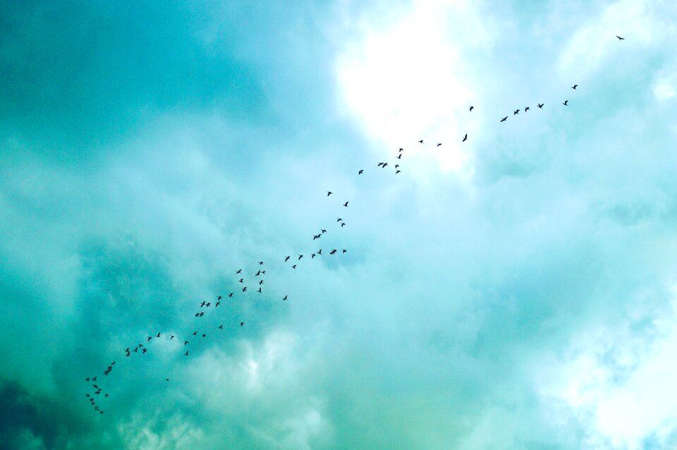 Clouds flock birds photo