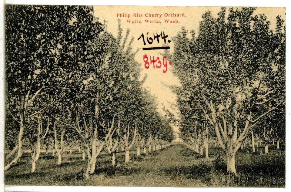 08439-Walla Walla-1906-Philip Ritz Cherry Orchard, Walla Walla, Wash.-Brück & Sohn Kunstverlag