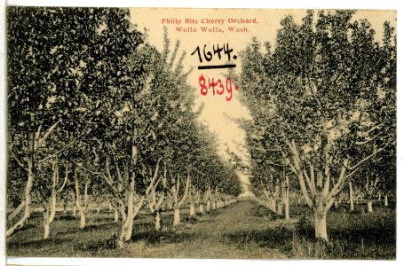 08439-Walla Walla-1906-Philip Ritz Cherry Orchard, Walla Walla, Wash.-Brück & Sohn Kunstverlag